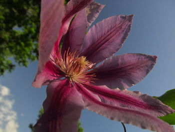 Close-up of pink hibiscus blooming outdoors