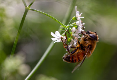 Close-up of bee pollinating on flower