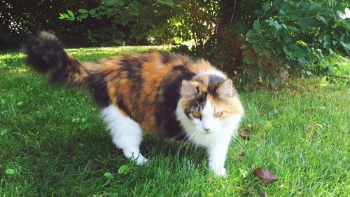 Cat sitting on grassy field