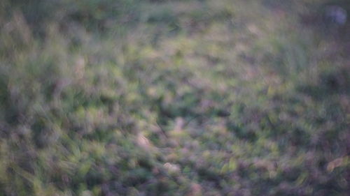 Defocused image of plants on field
