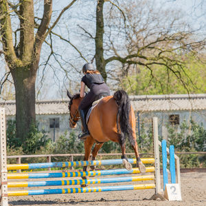 Horse and bare trees against plants