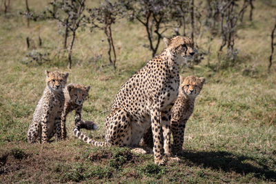 Cheetah sitting on field in zoo