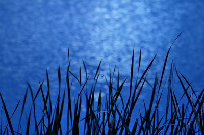 Close-up of grass against blue sky