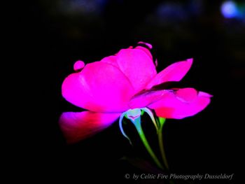 Close-up of pink rose against black background