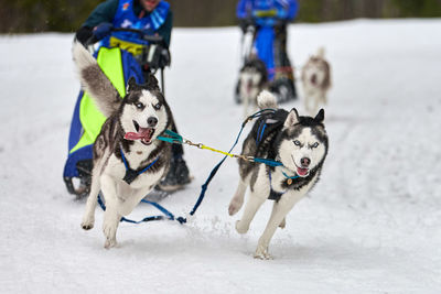 Husky sled dog racing. winter dog sport sled team competition. siberian husky dogs pull sled