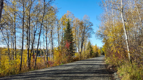 Road amidst trees in forest during autumn