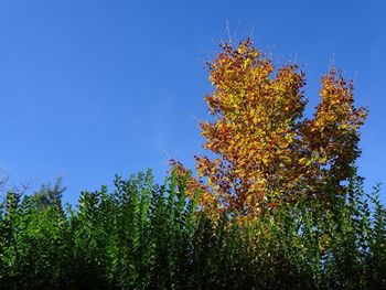Low angle view of trees against blue sky