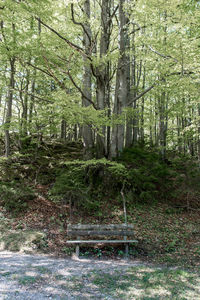 View of stream along trees in forest