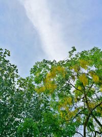 Low angle view of tree against sky