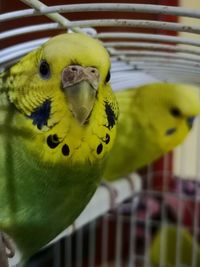 Close-up of parrot in cage