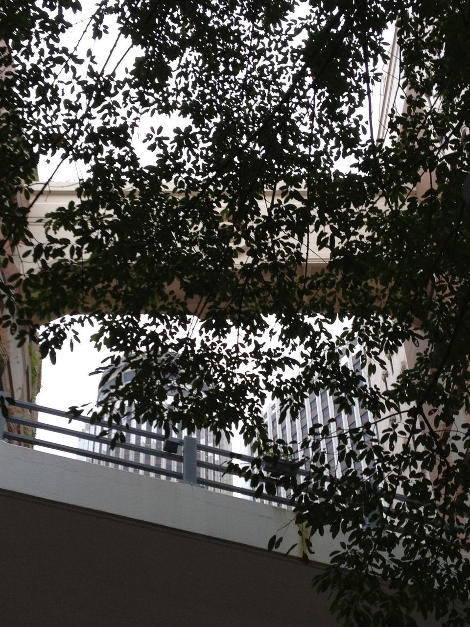 architecture, built structure, tree, low angle view, growth, building exterior, branch, plant, indoors, flower, no people, nature, day, building, house, window, potted plant, sunlight, white color