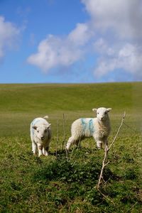 Sheep in a field