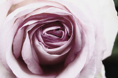 Close-up of rose flower