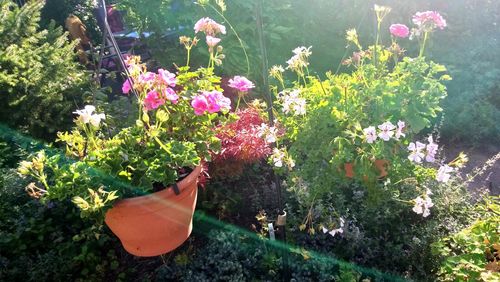 Close-up of pink flowering plants in yard