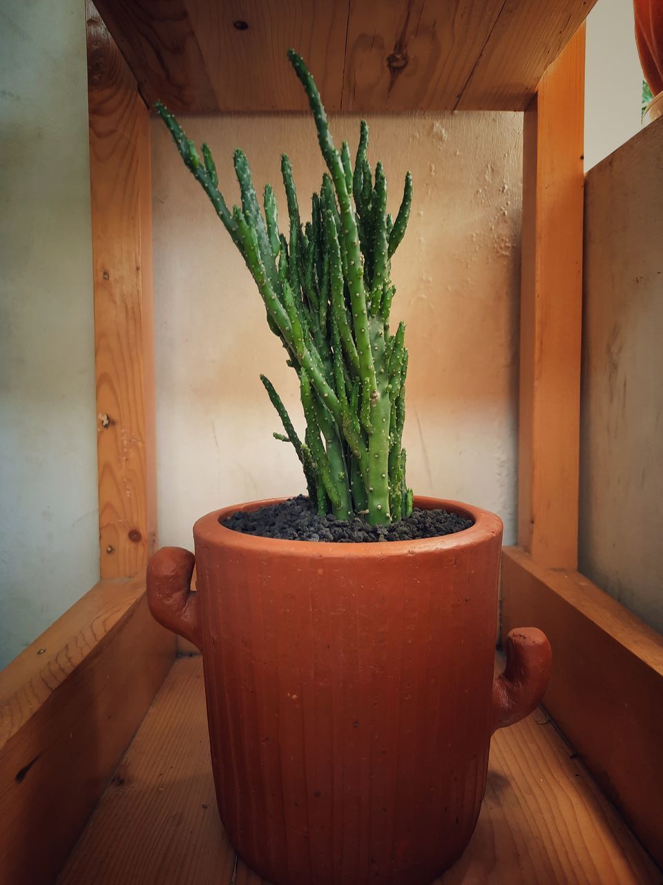 CLOSE-UP OF POTTED PLANT ON TABLE AGAINST WALL