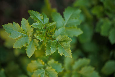 Green mustard plant leaves in closeup