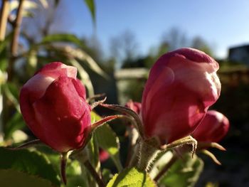 Close-up of pink rose blooming