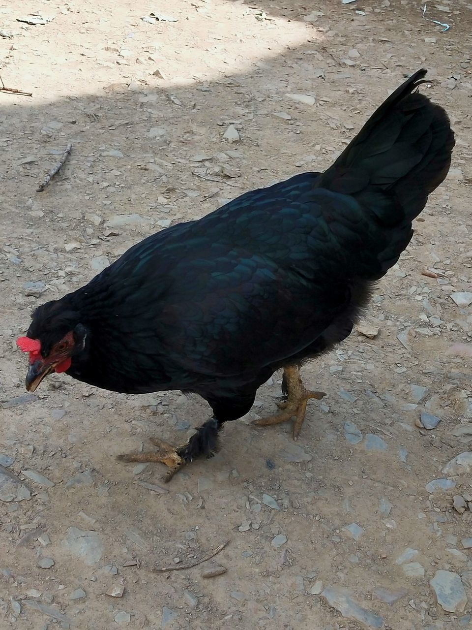 HIGH ANGLE VIEW OF DUCK