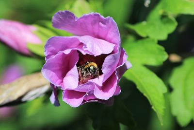 Close-up of bee pollinating on pink flower