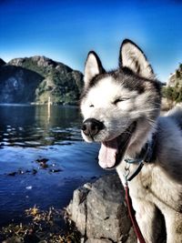 Close-up of dog standing by lake