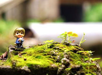 Close-up of stuffed toy on moss