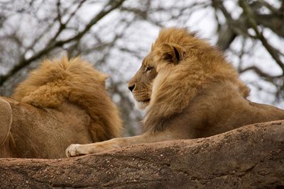 Lions resting at zoo atlanta. 