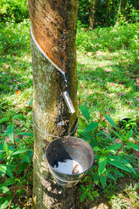 Close-up of snake hanging on tree trunk