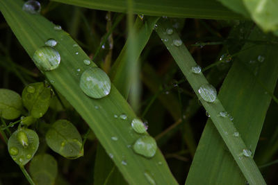 Close-up of water drops on grass