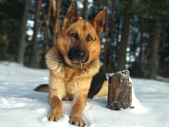 Portrait of dog in snow