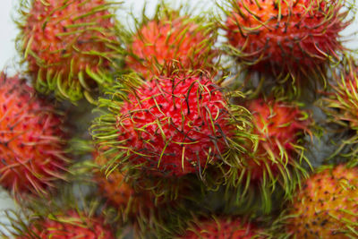 Red rambutans closeup on the white background.