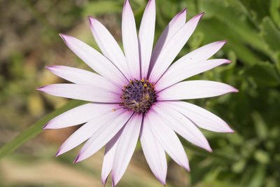 Close-up of osteospermum blooming outdoors