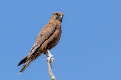 Low angle view of eagle perching on a tree