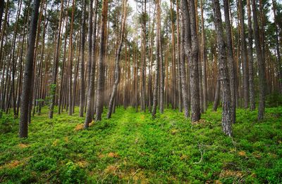 Trees growing in forest