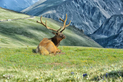 View of deer on field