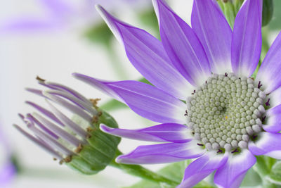 Close-up of purple flower