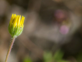 Close-up of yellow flowering plant