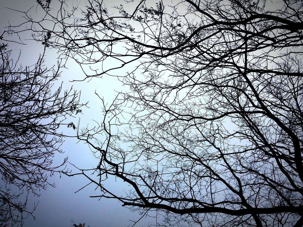 low angle view, bird, tree, sky, nature, no people, large group of animals, animal themes, outdoors, animals in the wild, flock of birds, day, branch, beauty in nature, close-up