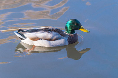 Duck swimming in a lake