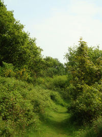 Trees growing on landscape