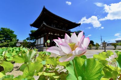 Close-up of flowering plant against building