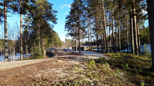 Road amidst trees in forest against sky