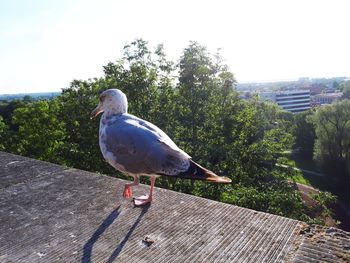 Close-up of bird perching on retaining wall against sky