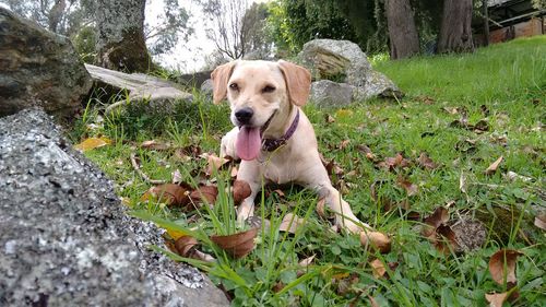 Portrait of a dog on ground