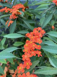 Close-up of orange flowering plant