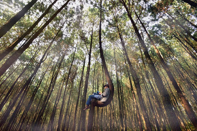 Low angle view of man on tree in forest