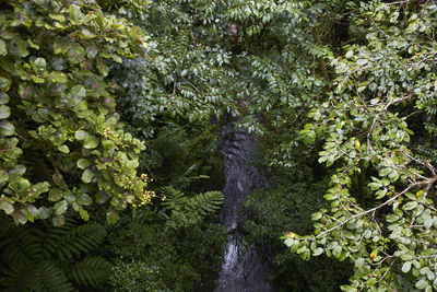 Close-up of plants