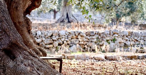 Bench in park