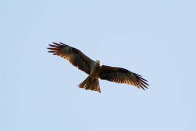 Low angle view of eagle flying against clear sky