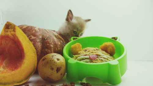 High angle view of cat in plate