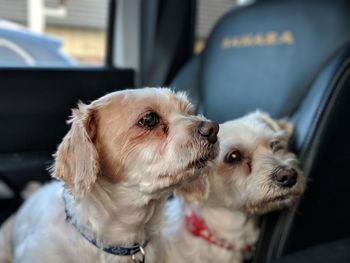 Close-up of dog in car